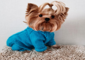 Uma.Emi одежда для маленьких собак