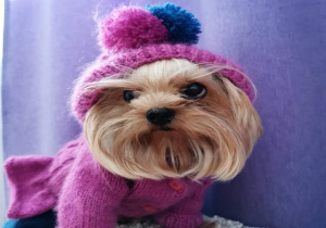 Uma.Emi одежда для маленьких собак