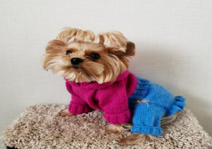 Uma.Emi одежда для маленьких собак