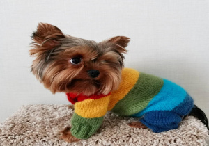 Uma.Emi одежда для маленьких собак