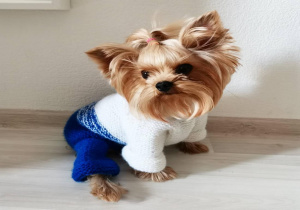 Uma.Emi одежда для маленьких собак