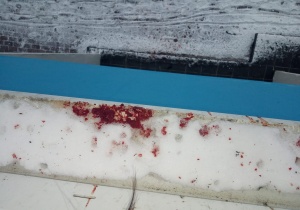 Кровавый бой